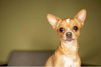 声优阿韵在CJ直播永劫无间会产生什么效果？